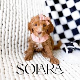 Solara - Red  female Goldendoodle puppy in Springville, Utah from Happy Doodle