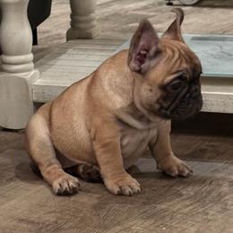 Envy - Fawn female French Bulldog puppy in Alabama from Rathbone Bulldogs