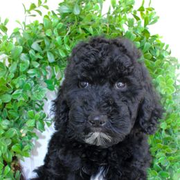 Brantley - Black male Goldendoodle puppy in Middlesex, North Carolina from Cedar Creek Doodles