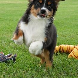 Girl 2 - Black tri female Miniature Australian Shepherd puppy in Lawton, Oklahoma from Lindsey’s Aussies