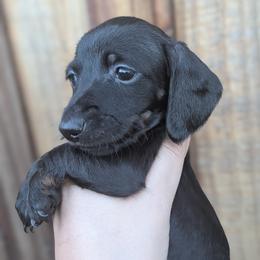 Girl 1 - Black female Dachshund puppy in Chehalis, Washington from Hill Top Dachshunds