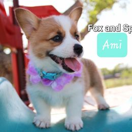 Girl 5 - Pembroke Welsh Corgi puppy in Lavon, Texas from Fox and Spots