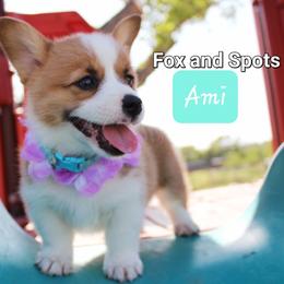 Girl 5 - Pembroke Welsh Corgi puppy in Lavon, Texas from Fox and Spots