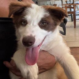 Flash (vet check done ) - Sable male Border Collie puppy in Apple Valley, California from Flying S Ranch Border Collies