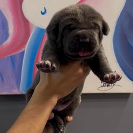 Boy 4 - Gray male Cane Corso puppy in Clewiston, Florida from Far From Average Kennels