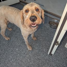 Goldendoodles and Poodles from Doodles to Love