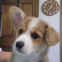 Karen - Sable female Pembroke Welsh Corgi puppy in Easley, South Carolina from Black Thumb Homestead