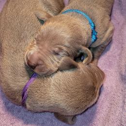 Lovely - Silver Female 2 - Silver gray female Weimaraner puppy in Kingwood, Texas from Desert Rose Weimaraners