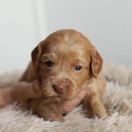 Lavender - Cream female Australian Labradoodle puppy in Williamstown, New York from Lewis Manor Labradoodles