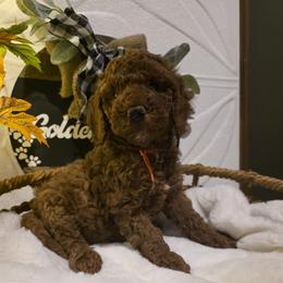 Charlie - Red  male Poodle puppy in Bristol, Tennessee from 4goldendoodles