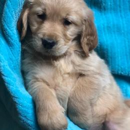 Goldendoodle and Golden Retriever Puppies from Milligan Valley
