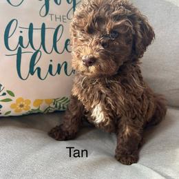 Boy ( tan) - Chocolate male Labradoodle puppy in Lowville, New York from Pleasant View Labradoodles and micro cockapoos