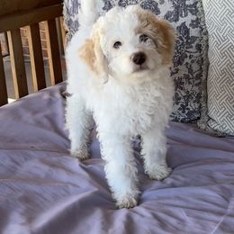 Aussiedoodle Puppies from Creek Bend Farm