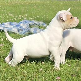 Heath - White and tan male American Bulldog puppy in Three Rivers, Michigan from Jemms Kennels