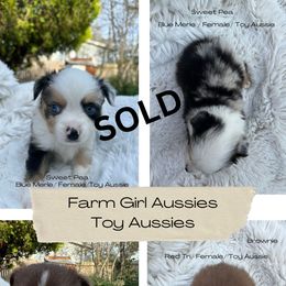Australian Shepherd Puppies from Farm Girl Aussies