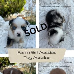 Australian Shepherd Puppies from Farm Girl Aussies
