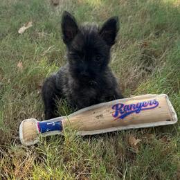 Belle - Brindle female Cairn Terrier puppy in Lipan, Texas from Flyin G Cairns