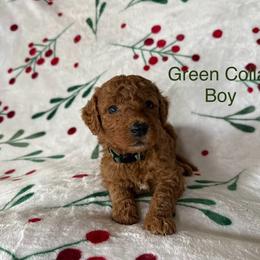 Green Collar Male - Red  male Goldendoodle puppy in Pasadena, Texas from Knightsbane Standard Poodles