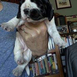 Leotie - Black white and tan female English Springer Spaniel puppy in Westfield, Wisconsin from Heeling Springs at Sandy Ridge
