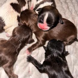 Tricolor female on top of the pile - Tricolor female Shih Tzu puppy in Phillipsburg, New Jersey from Debilyn’s Shih Tzu’s