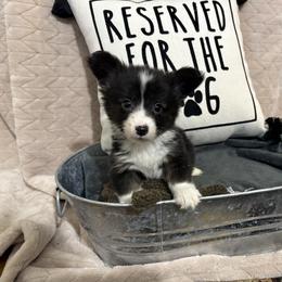 Full fluffy Eli - Black and white male American Corgi puppy in Decatur, Texas from Bar S Corgis