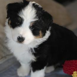 Marley - Black tri male Miniature American Shepherd puppy in Bella Vista, Arkansas from All About Me Miniature American Shepherds