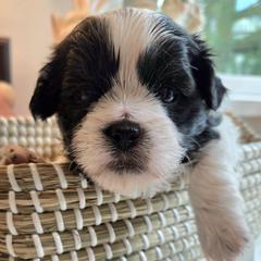 Shichon puppies from IDREAMOFPUPPIES