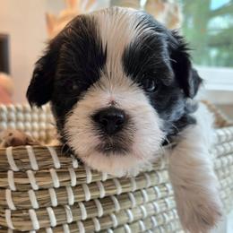 Shichon puppies from IDREAMOFPUPPIES
