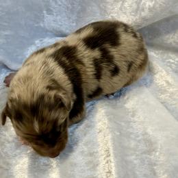 Dodger - Red merle male Australian Shepherd puppy in Mount Vernon, Texas from RJ's Aussie Posse