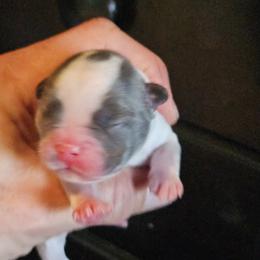 Boy 2 - White and black male French Bulldog puppy in High Ridge, Missouri from St Louis Frenchies