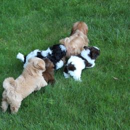 Shih Tzu Puppies from Majesty’s Shih Tzus