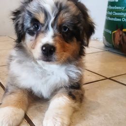 Australian Shepherd Puppies from Blue Sage Aussies