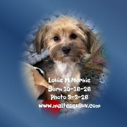 Louie M Morkie - male Morkie puppy in Silverhill, Alabama from Malteseuluv’s Tiny Treasurers