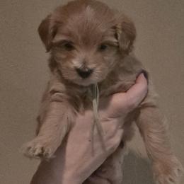 Nova - Red  female Goldendoodle puppy in Layton, Utah from Lauralyn's Goldendoodles