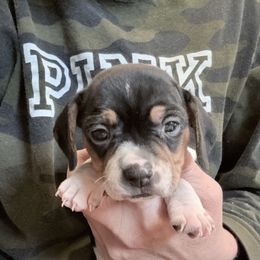 Pocket Beagle Khali - Black tan and white female Beagle puppy in Gentry, Arkansas from HC Puppy Ranch