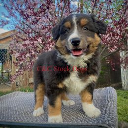 Australian Shepherd Puppies from C&C Ranch