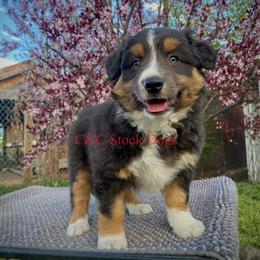 Australian Shepherd Puppies from C&C Ranch