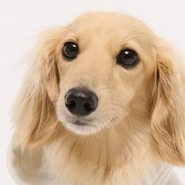 Dachshunds from Queen City Dachshunds
