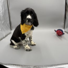 Hagrid - White and black male English Springer Spaniel puppy in Lake Tomahawk, Ohio from StoneyBrook Setters