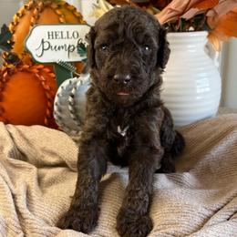 Orbit-Boy 2 - Phantom male Poodle puppy in Calimesa, California from Teakwood Poodles of SoCal