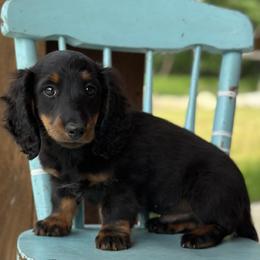 Prinz 3000dollars - Black and tan male Dachshund puppy in Crystal, Michigan from Mare-bella Dachshunds