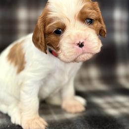 Red Girl - Blenheim female Cavalier King Charles Spaniel puppy in Siloam Springs, Arkansas from Queen Cavaliers