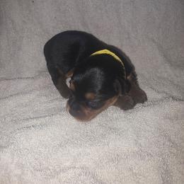 Yellow Girl - Black and tan female Yorkshire Terrier puppy in St. Louis, Missouri from Yorkieville - Shih Tzu Nation