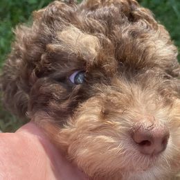 Truffles - Bernedoodle puppy in North Carolina from Morteo Bernadoodles