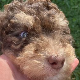 Truffles - Bernedoodle puppy in North Carolina from Morteo Bernadoodles