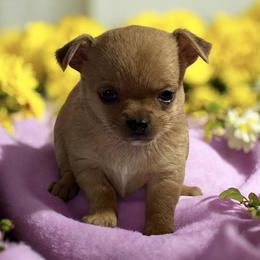 Chihuahua Puppies from Mystic Angels Chihuahuas
