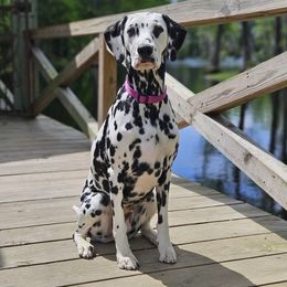 Hallie - Dalmatian