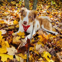 Border Collie Puppies from Lil Maine Border Collies