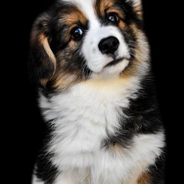 Pembroke Welsh Corgi Puppies from Fawn Ridge Farm