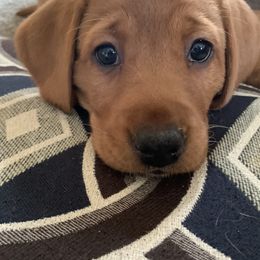 Labrador Retriever Puppies from TNT Elite Labradors